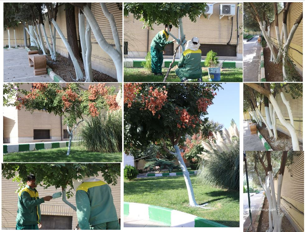 اجرای طرح محافظت از درختان فضای سبز شهرحسن آباد